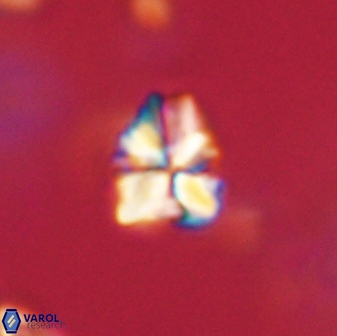 Sphenolithus paleodissimilis 63253