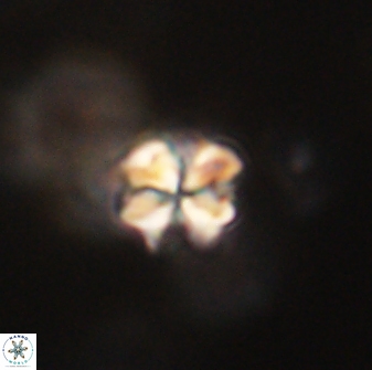 Sphenolithus paleodissimilis 63266