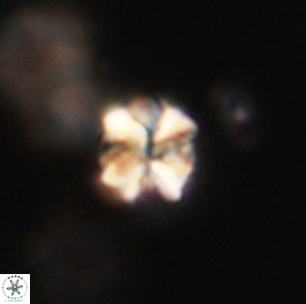 Sphenolithus paleodissimilis 63263