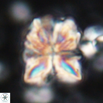 Sphenolithus paleograndis 14641