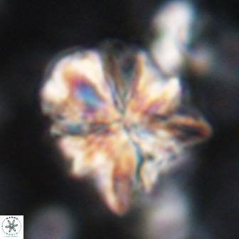 Sphenolithus paleograndis 14643