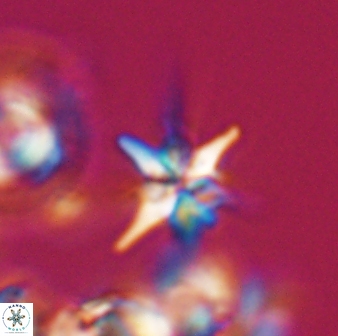 Sphenolithus perpendicularis 25834