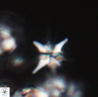 Sphenolithus perpendicularis 25835