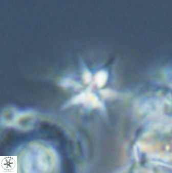 Sphenolithus perpendicularis 25837