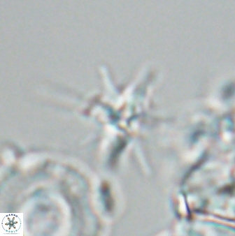 Sphenolithus perpendicularis 25838