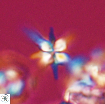 Sphenolithus perpendicularis 25830
