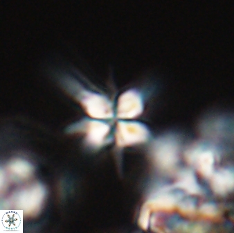 Sphenolithus perpendicularis 25831