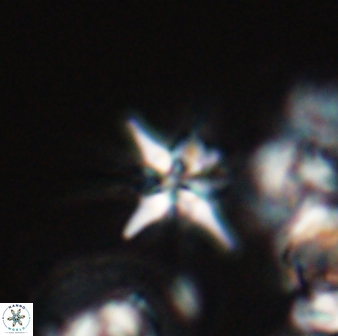 Sphenolithus perpendicularis 25832