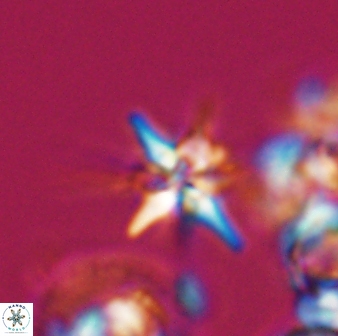 Sphenolithus perpendicularis 25833