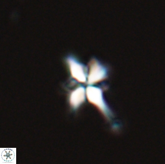 Sphenolithus perpendicularis 26047