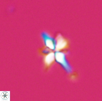 Sphenolithus perpendicularis 26048