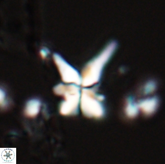 Sphenolithus perpendicularis 26054