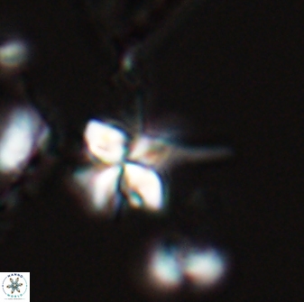 Sphenolithus perpendicularis 26058