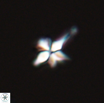 Sphenolithus perpendicularis 26050