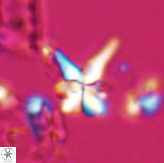 Sphenolithus perpendicularis 26053