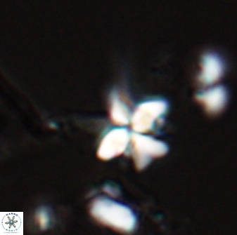 Sphenolithus perpendicularis 26060