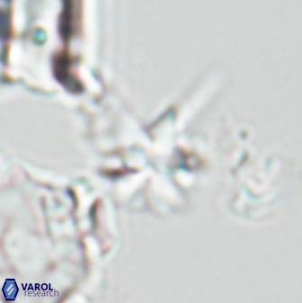 Sphenolithus perpendicularis 26061