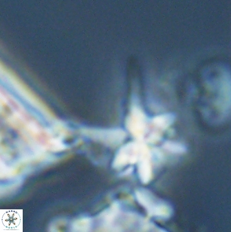 Sphenolithus perpendicularis 26063