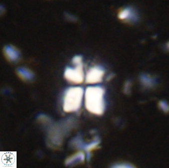 Sphenolithus philippinensis 27831