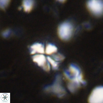 Sphenolithus philippinensis 27834