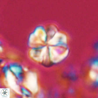 Sphenolithus primus 28705