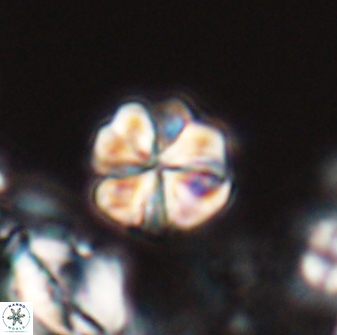Sphenolithus primus 28706
