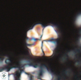 Sphenolithus primus 28703