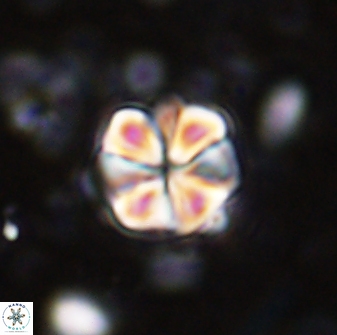 Sphenolithus primus 43046