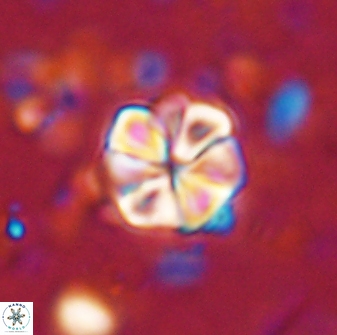 Sphenolithus primus 43047