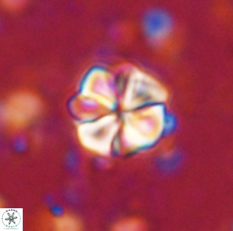 Sphenolithus primus 43048