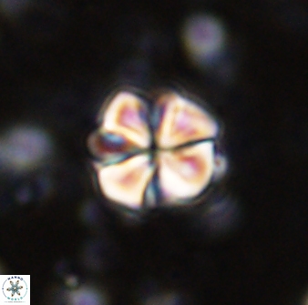Sphenolithus primus 43049