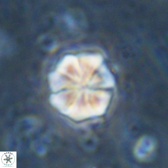 Sphenolithus primus 43054