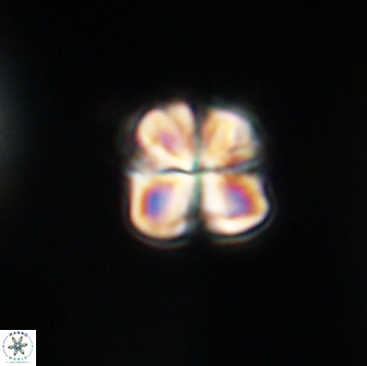 Sphenolithus primus 64298