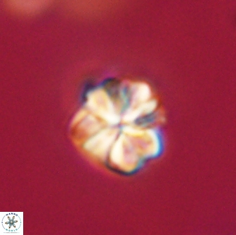 Sphenolithus primus 64292