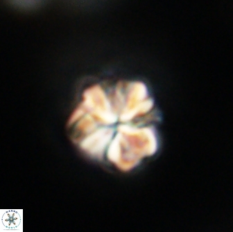 Sphenolithus primus 64293