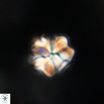 Sphenolithus primus 64301