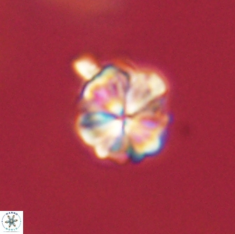 Sphenolithus primus 64314