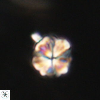 Sphenolithus primus 64315