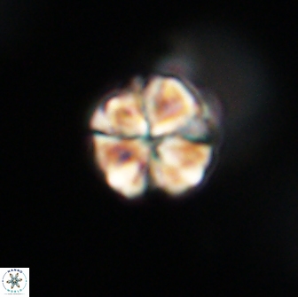 Sphenolithus primus 64324