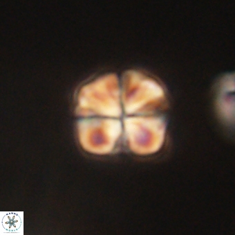 Sphenolithus primus 60166