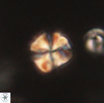 Sphenolithus primus 60169