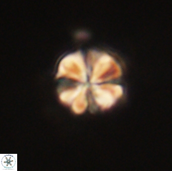 Sphenolithus primus 60174