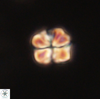 Sphenolithus primus 60177