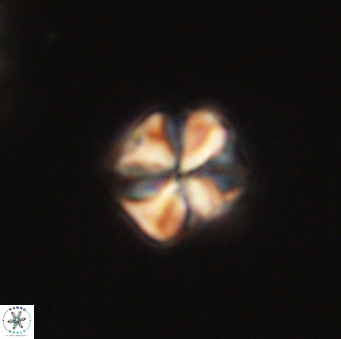 Sphenolithus primus 60178
