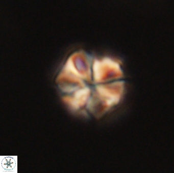 Sphenolithus primus 60181