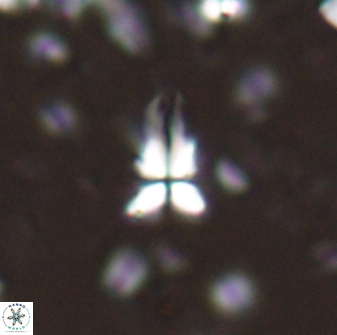 Sphenolithus procerus 28053