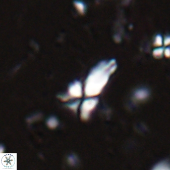 Sphenolithus procerus 28057