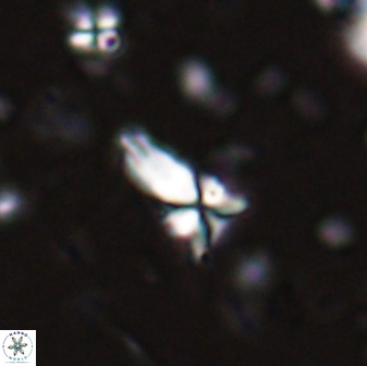 Sphenolithus procerus 28058