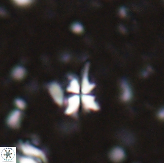 Sphenolithus pseudoheteromorphus 27966