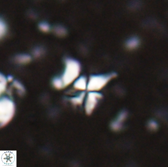 Sphenolithus pseudoheteromorphus 27969
